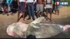 [Vidéo] Requin à Grand Gaube dans le JT télé de Zinfos974 de ce midi