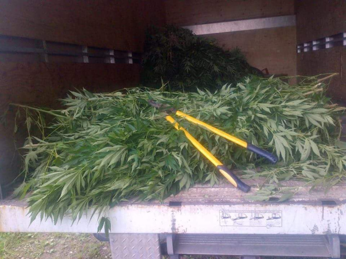 Montagne du Morne :1 075 plants de cannabis ont été déracinés 