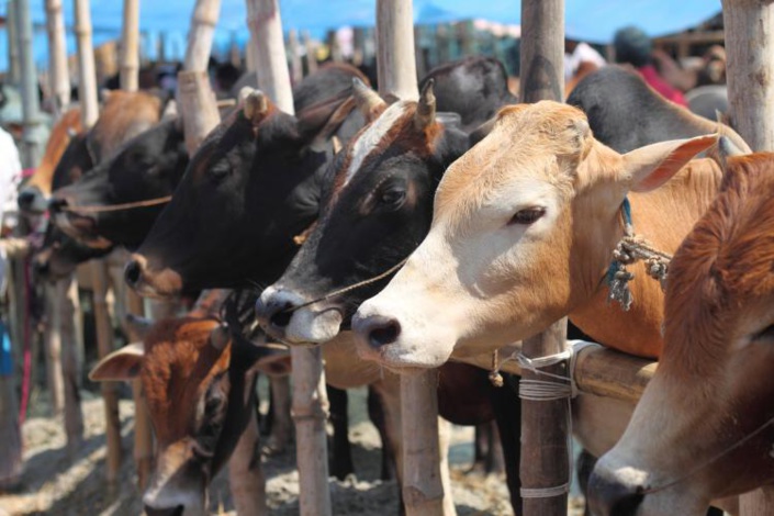 Eid-ul-Adha : Le prix du bétail importé d'Afrique du sud : Rs 134 le kilo