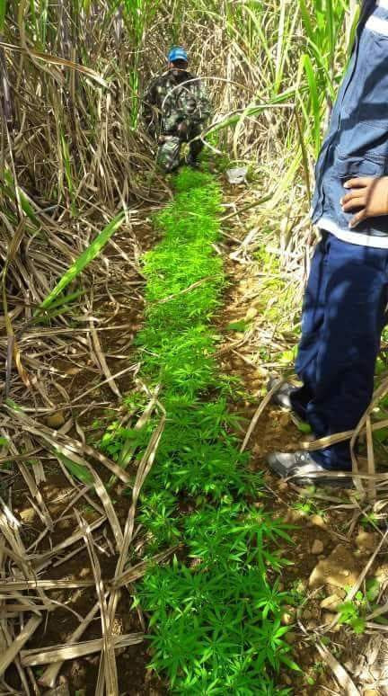 Sud de l'île : Saisie de plants de cannabis par l'ADSU