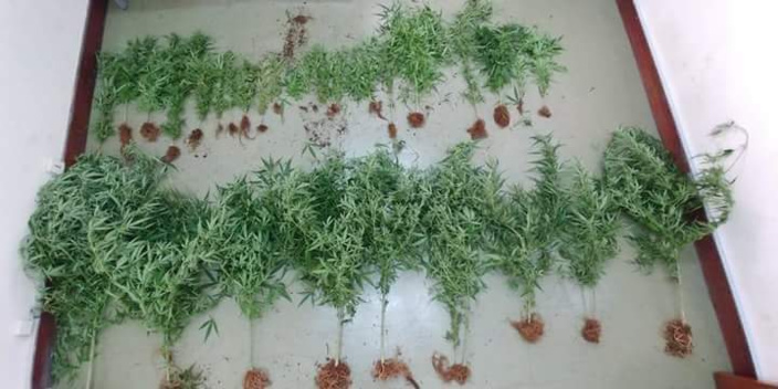 Sud de l'île : Saisie de plants de cannabis par l'ADSU