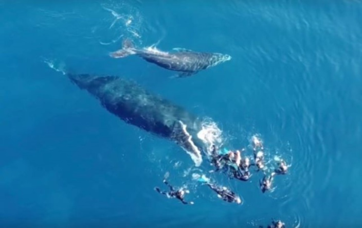 [Vidéo] La baleine Mereva agacée par la présence des nageurs
