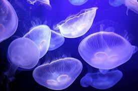 Vigilance: Présence de méduses dans le lagon Est du pays