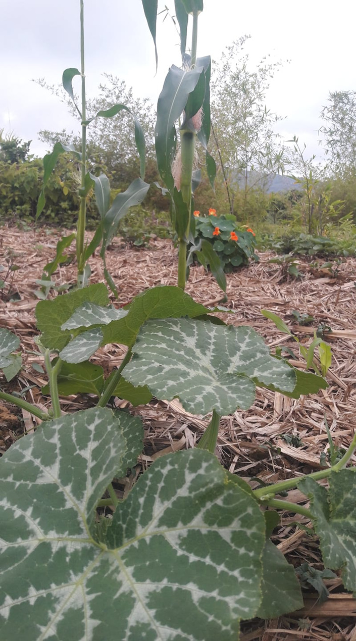 3 types of groundcovers in the maize field, straw as dry mulch, pumpkin and nasturtium as live mulch to continue a cycle.