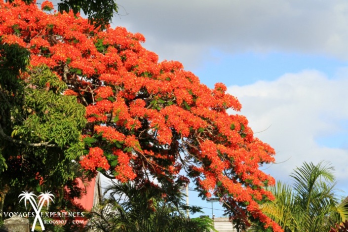 Alerte bêtisier de l'année : On sacrifie des flamboyants, “l'arbre de Noël mauricien” pour un pont !
