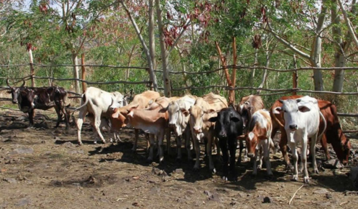 L’embargo sur l’exportation du bétail rodriguais levé