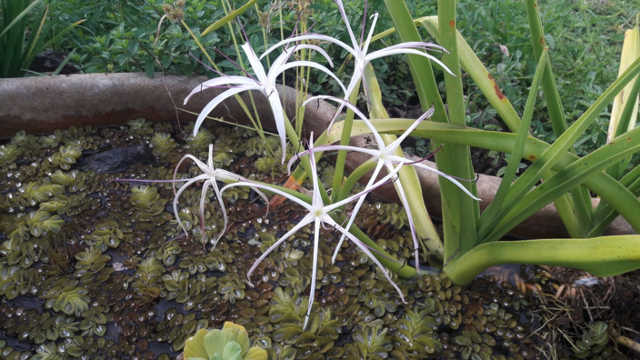 Crinum mauritianum ou lys endémique de l'île Maurice. Elles se développent en terre mais mieux dans l'eau.