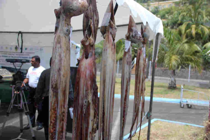 [Rodrigues] Pêche à l’ourite : Plus de mille kilos pour la journée d'ouverture