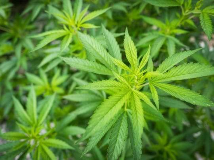 Union Park : 35 plantes de cannabis déracinées