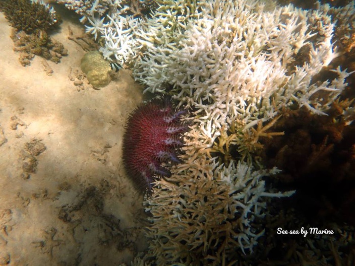 Nouvelle alerte de blanchiment des coraux dans nos lagons