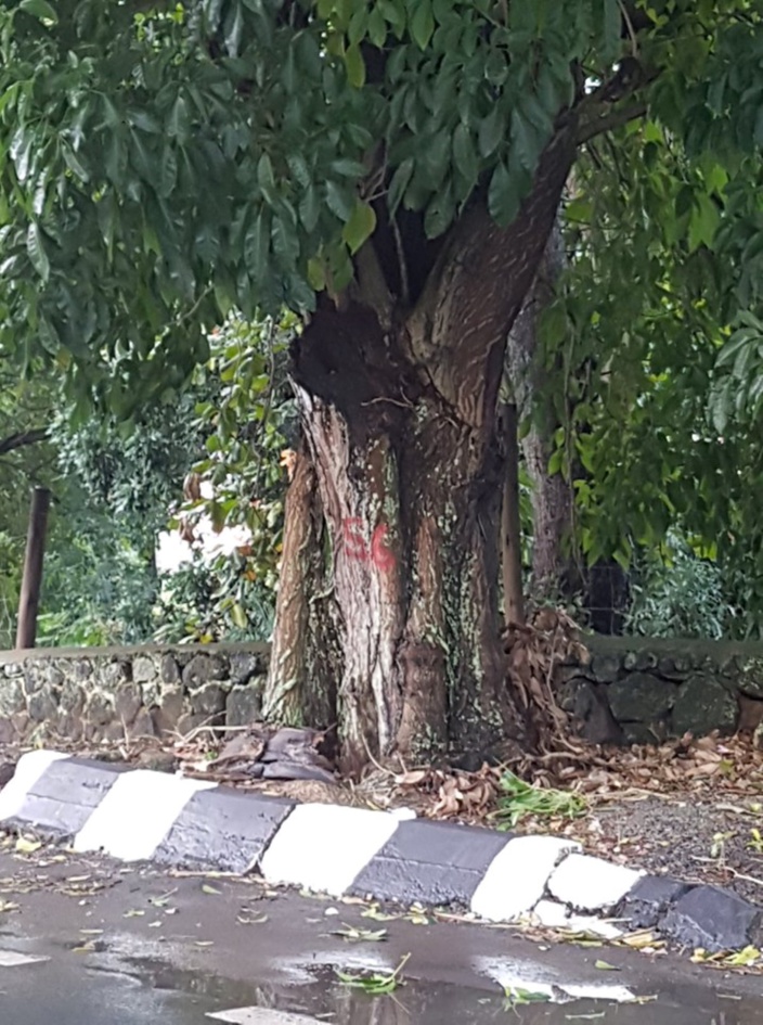 Abattage ou élagage d'arbres ? Des arbres numérotés et croix rouges à partir du rond point du Stade Anjalay