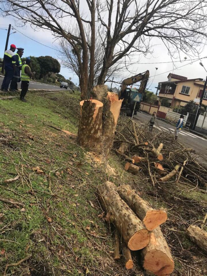 ▶️ Curepipe/Floréal : Massacre à la tronçonneuse d'arbres centenaires !