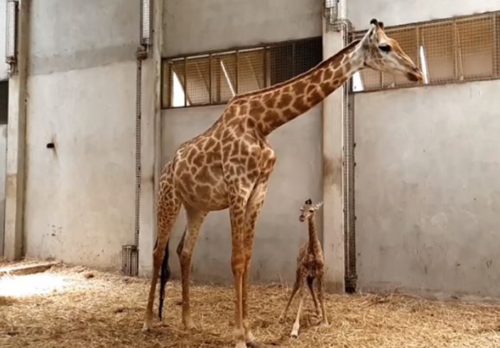 ▶️ Le premier girafon baptisé Nyota a vu le jour sous le ciel mauricien