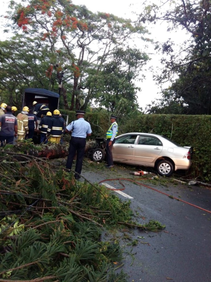 Un arbre chute sur une voiture : des dégâts, pas de blessés