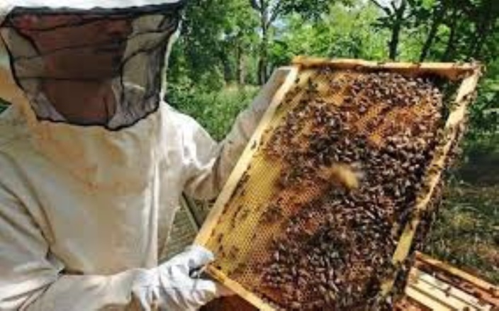 Flacq : Un apiculteur du ministère de l'Agriculture se fait voler des ruches et des pains d’abeilles