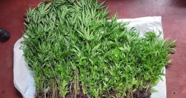 À Saint-Julien : 552 plants de cannabis d'une valeur de Rs 1 656 000 déracinés