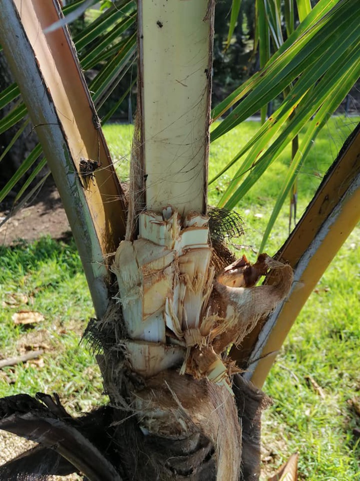 📷 A Baie du Cap, des cocotiers sacrifiés et les troncs éventrés