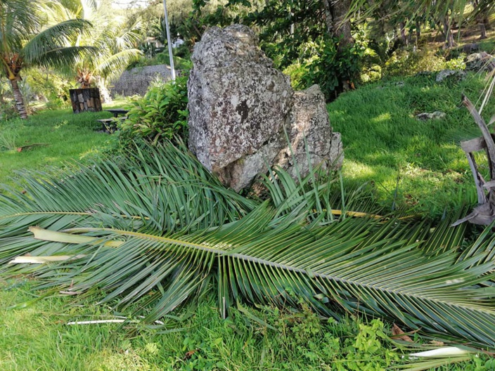 📷 A Baie du Cap, des cocotiers sacrifiés et les troncs éventrés