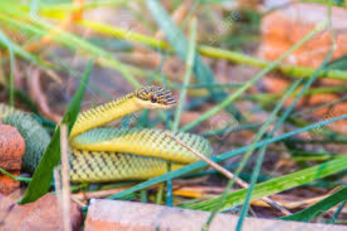 Le serpent "légèrement venimeux" arrivé de Chine toujours dans la nature
