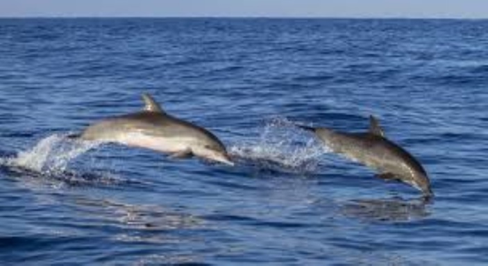 90% des dauphins de l'océan Indien en grand danger par l'industrie de la pêche