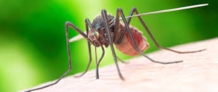 La dengue provoque des comportements dingues