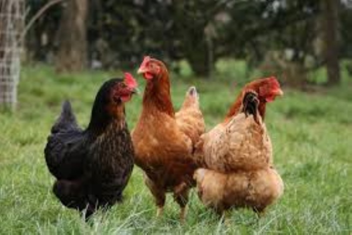 Forest-Side : Un voleur de 200 poules en plein confinement arrêté 