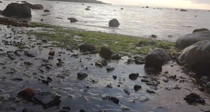 Catastrophe écologique : Marée noire à Rivière Des Créoles