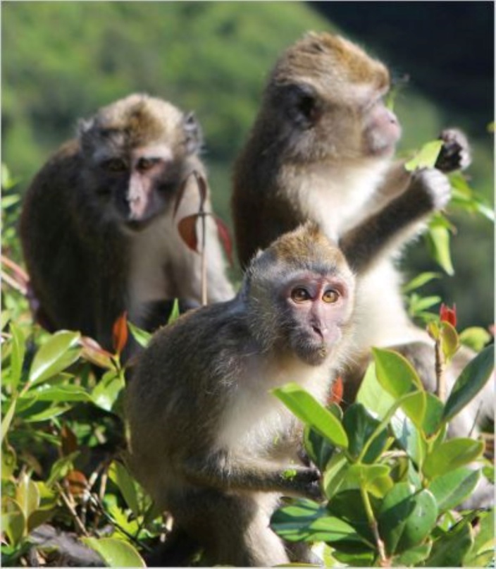 Long-tailed macaques, Mauritius Photo credit Trevor Walker