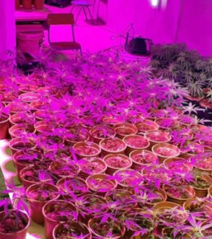 Du cannabis cultivés sous serre grâce à des panneaux Led