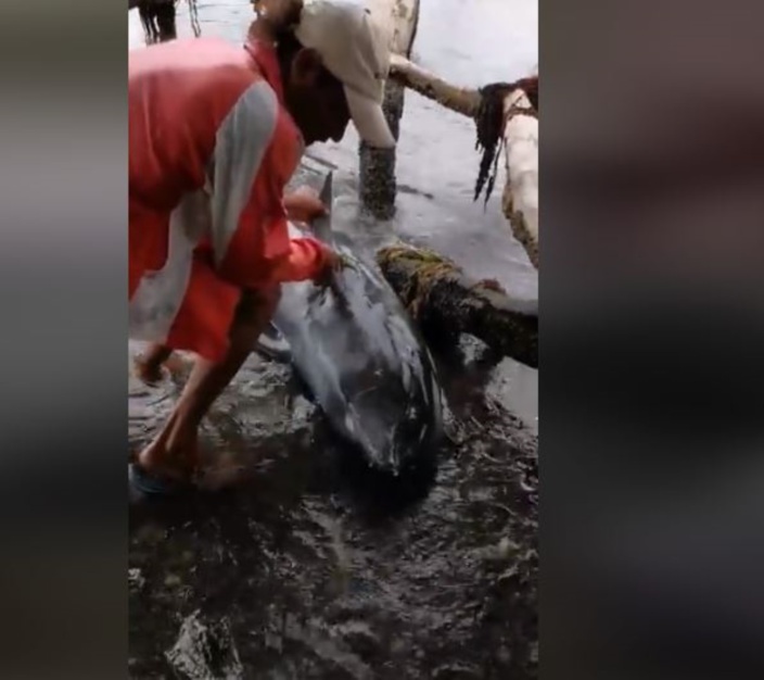 [Vidéo] Des mammifères marins échoués à Pointe aux Feuilles, Grand-Sable, Petit-Sable...