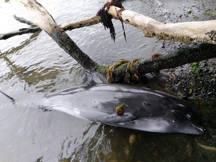 Catastrophe écologique : Des mammifères marins échoués sur les plages de l'île Maurice