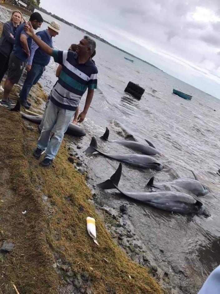 Dauphins échoués sur la côte Sud-Est : leur mort est « certainement » lié au naufrage du MV Wakashio