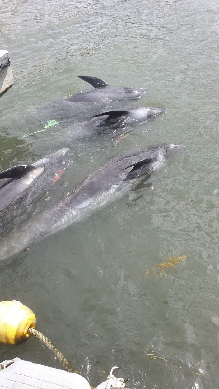 Dauphins échoués sur la côte Sud-Est : leur mort est « certainement » lié au naufrage du MV Wakashio