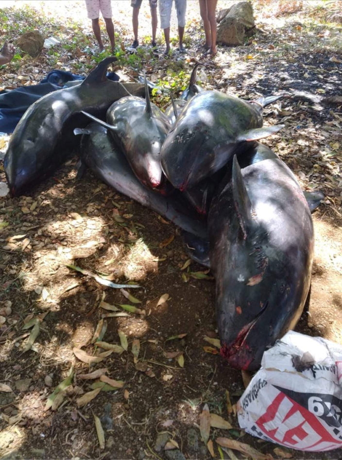 Selon les autorités mauriciennes, «aucune trace d'hydrocarbure sur les mammifères marins pour le moment»