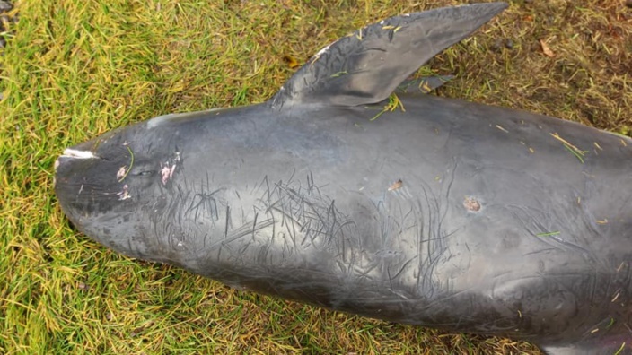 Ile maurice. Une vingtaine de dauphins échoués sur les côtes : "aucune trace d’hydrocarbure", déclare les autorités