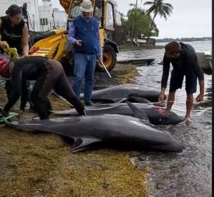 Selon un rapport préliminaire, l’hydrocarbure n’est pas la cause du décès des dauphins