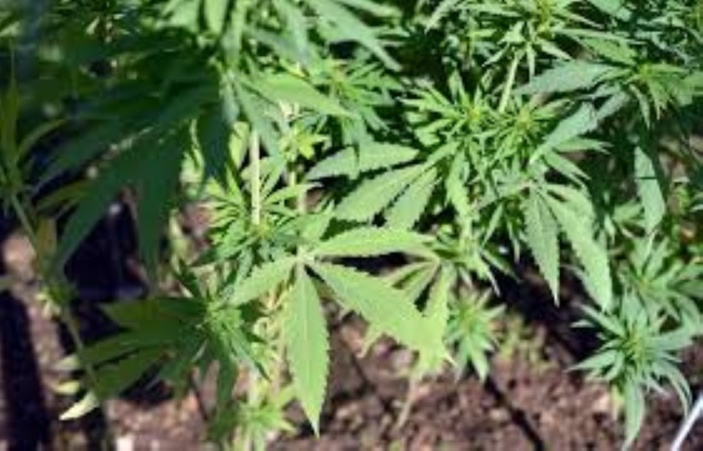Rs 2 millions de plants de cannabis déracinés au Morne