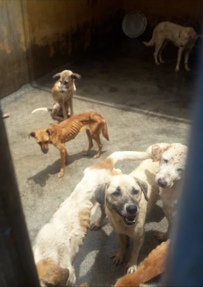 Maltraitance animale : Joanna Bérenger s’émeut pour 23 chiens placés à la Mauritius Society for Animal Welfare