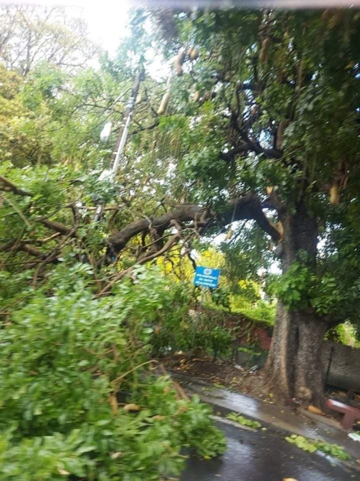 Une voiture endommagée par la chute d'un arbre à Cassis 