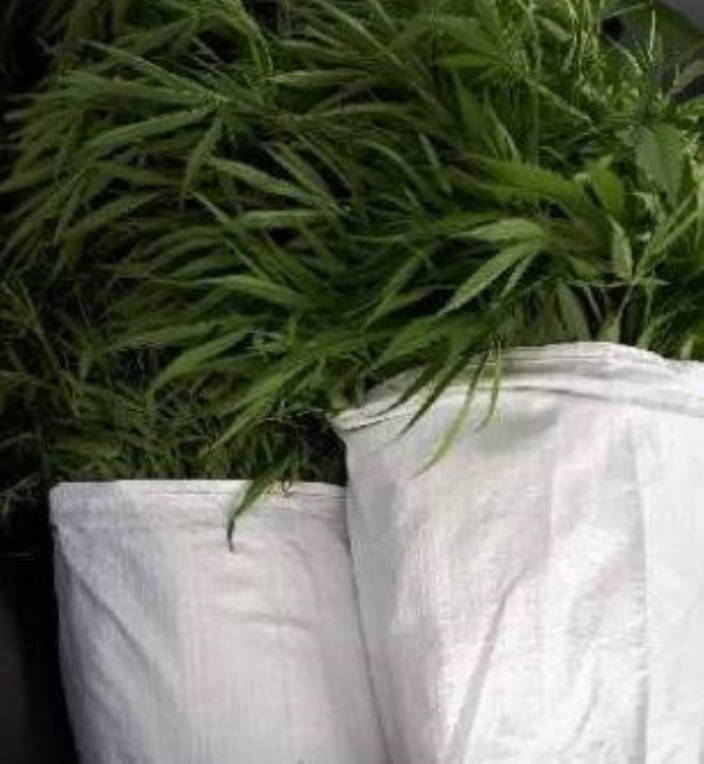 A Melrose, Rs 1.2 million de plantes de cannabis déracinées