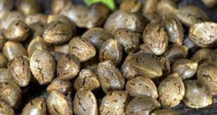 Saisie de 213 graines de cannabis à Petrin
