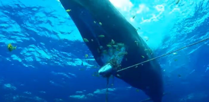 [Vidéo] Sauvetage du cachalot " Tache Blanche" à l'île Maurice