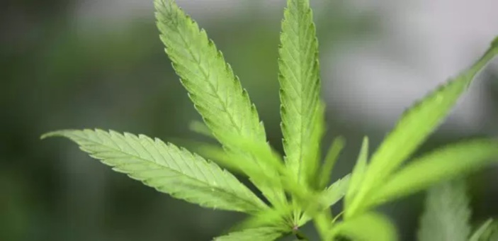 Préavis favorable pour l'usage thérapeutique du cannabis à l'île Maurice 