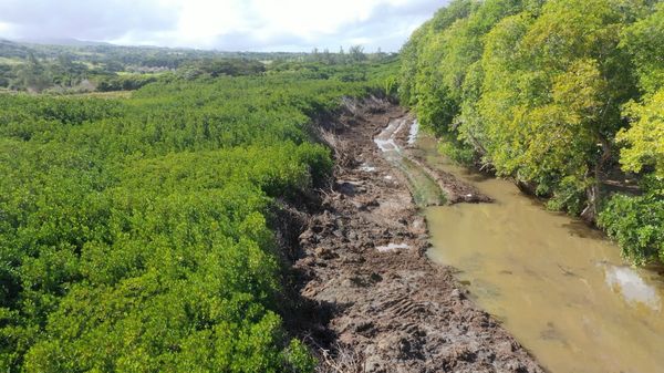 Des Palétuviers (mangroves) massacrés à St-Martin, Bel-Ombre  