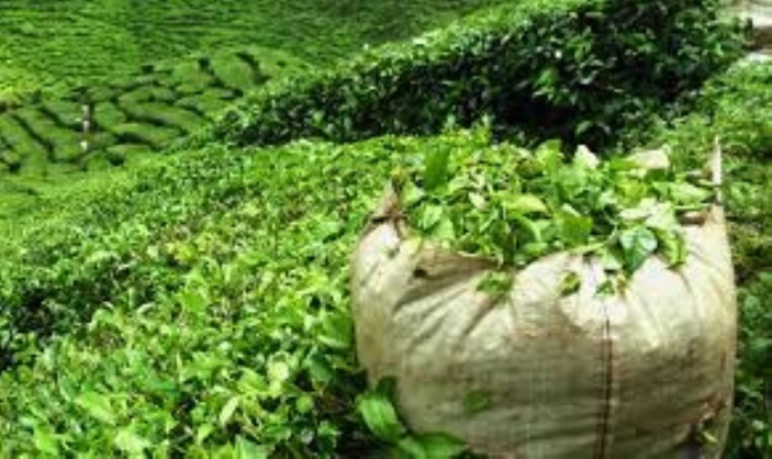 Culture du thé : allocation de Rs 8 000 aux planteurs 
