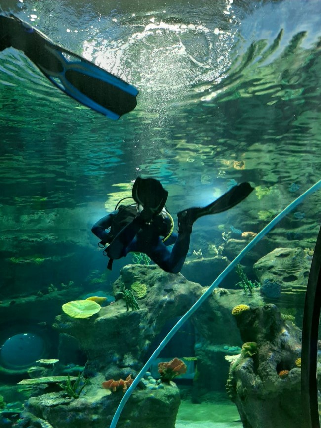 Odysseo : Maurice s'offre le plus grand aquarium de l'océan Indien