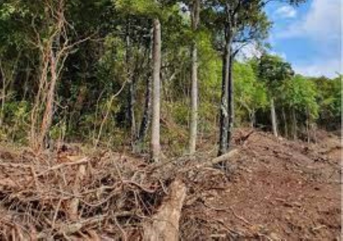 A Maurice la déforestation et la disparition d'arbres endémiques sont une réalité
