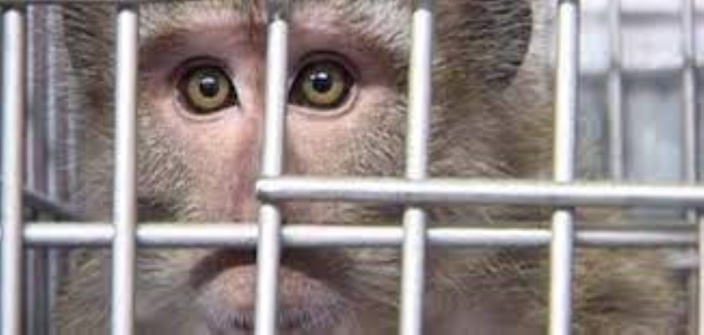 Accident de la route : Les singes de laboratoire en provenance de l'île Maurice retrouvés par la police de Pennsylvanie