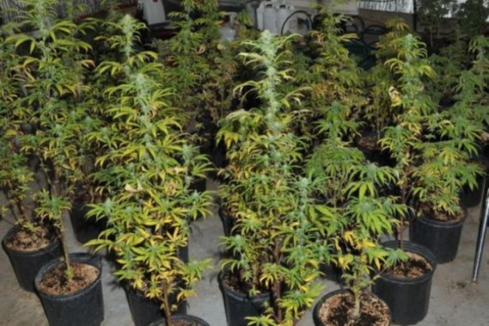 Plaine des Papayes : Saisie de Rs 3,5 millions de plantes de cannabis