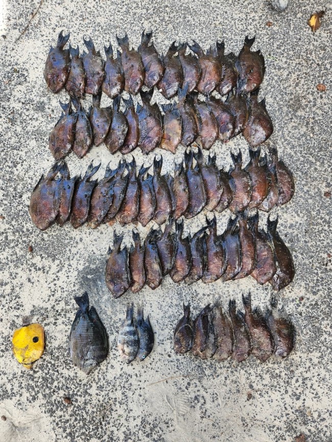Pêche illégale à Trou aux Biches : six personnes arrêtés pour six kilos de poissons